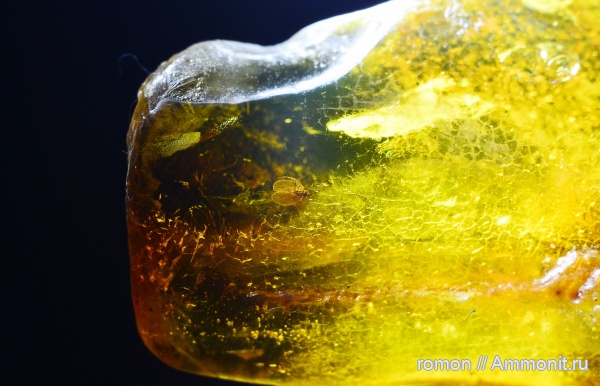янтарь, инклюзы