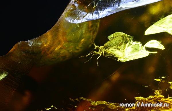 янтарь, инклюзы