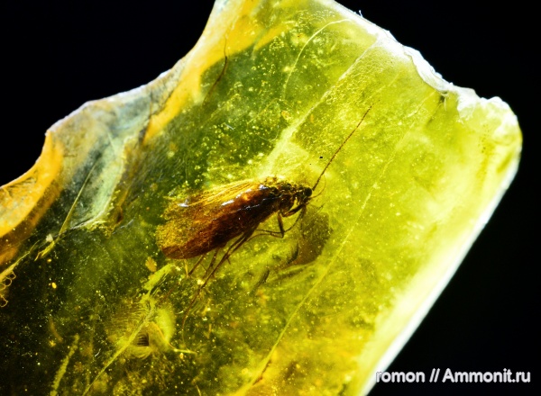 янтарь, инклюзы