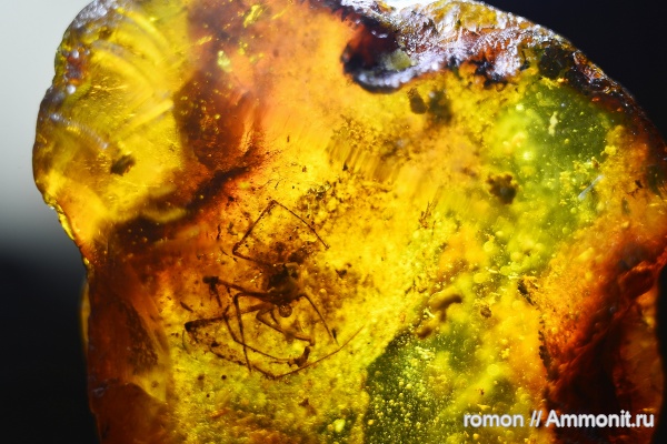 янтарь, инклюзы