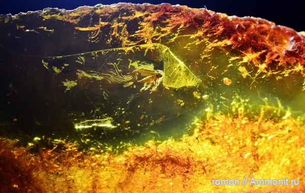 янтарь, инклюзы