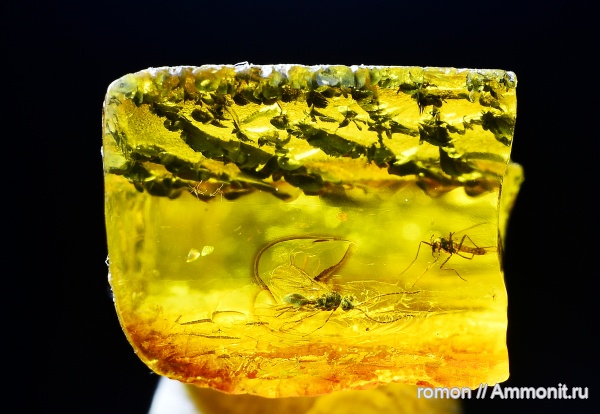 янтарь, инклюзы