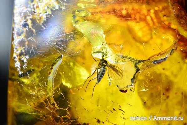 янтарь, инклюзы