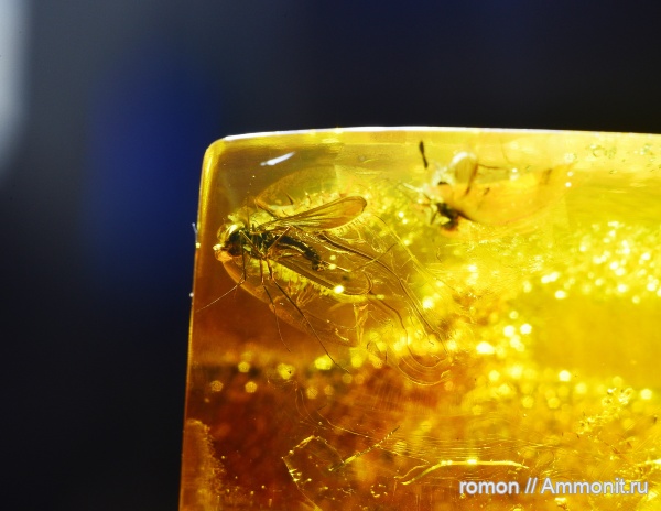 янтарь, инклюзы