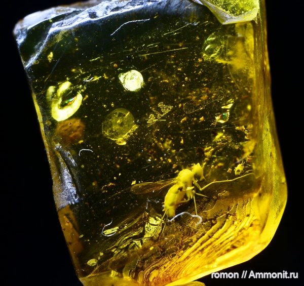 янтарь, инклюзы
