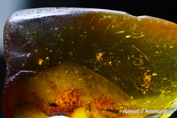 янтарь, инклюзы