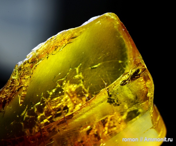 янтарь, инклюзы