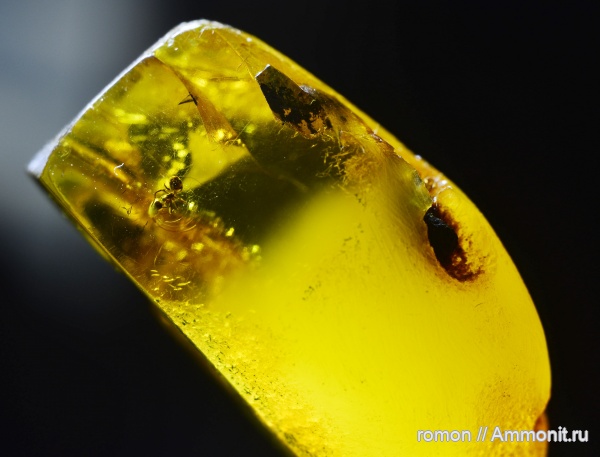 янтарь, инклюзы