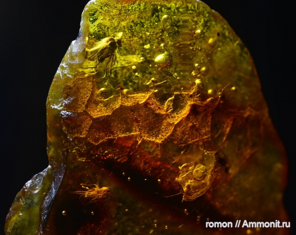 янтарь, инклюзы