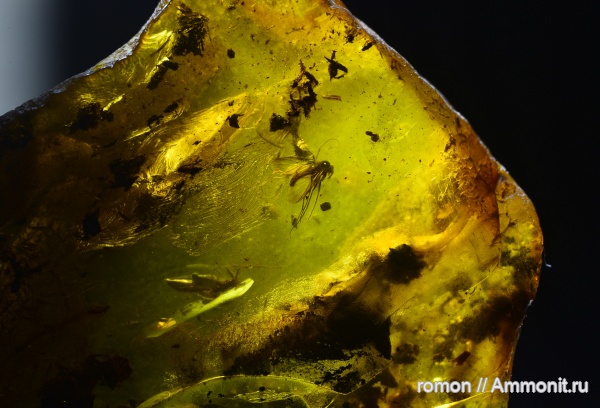 янтарь, инклюзы