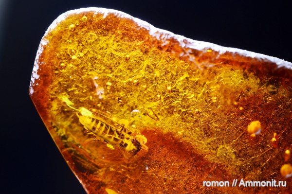 янтарь, инклюзы