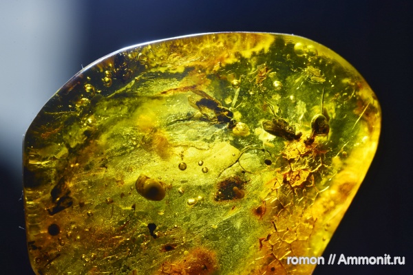 янтарь, инклюзы