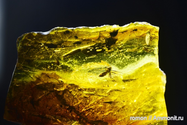 янтарь, инклюзы