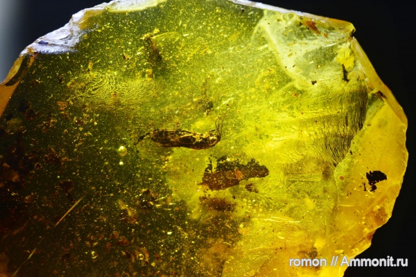 янтарь, инклюзы