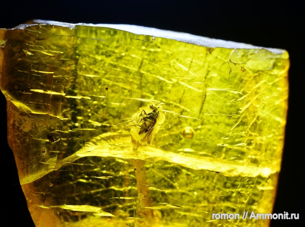 янтарь, инклюзы