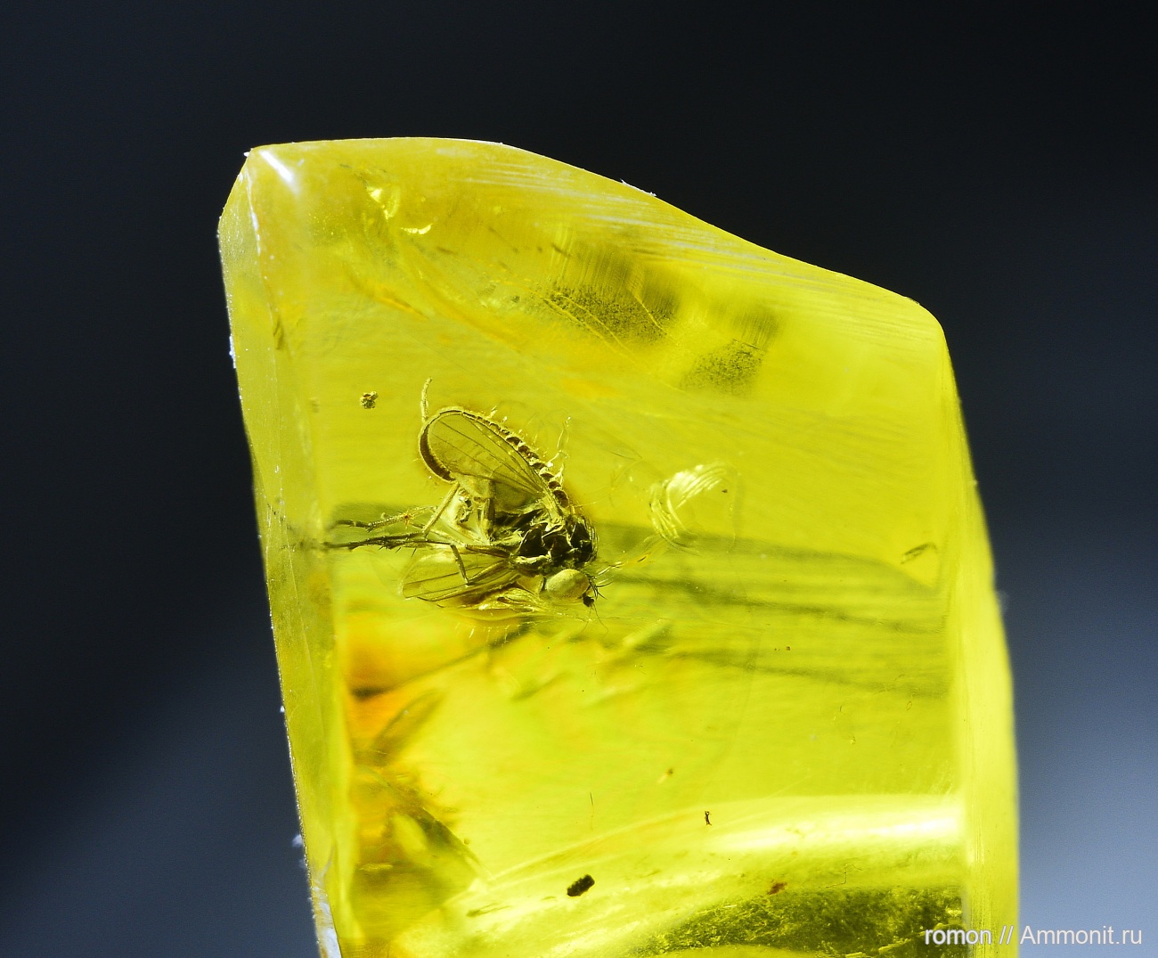 Мушка.Янтарь. - Янтарь