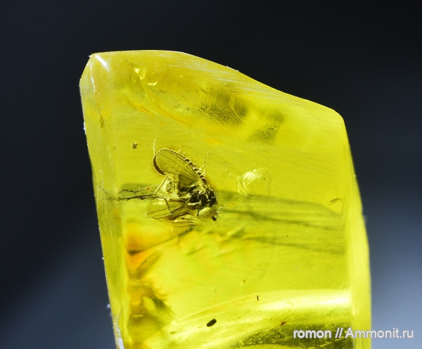 янтарь, инклюзы