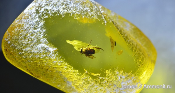 янтарь, инклюзы