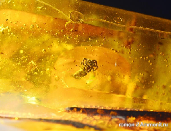 янтарь, инклюзы