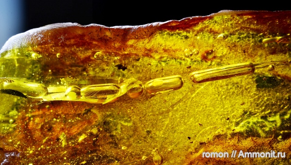 янтарь, инклюзы