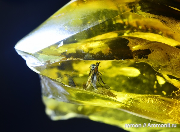 янтарь, инклюзы