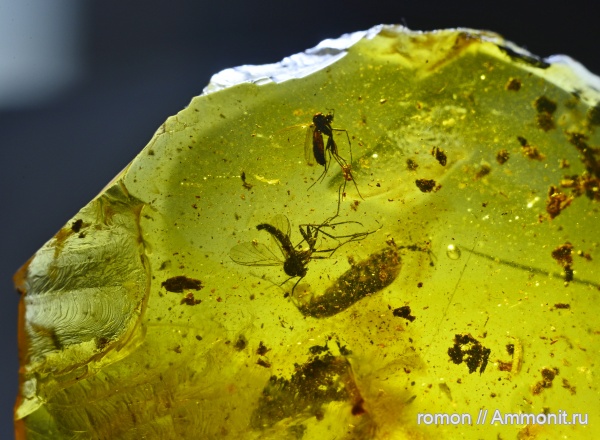 янтарь, инклюзы