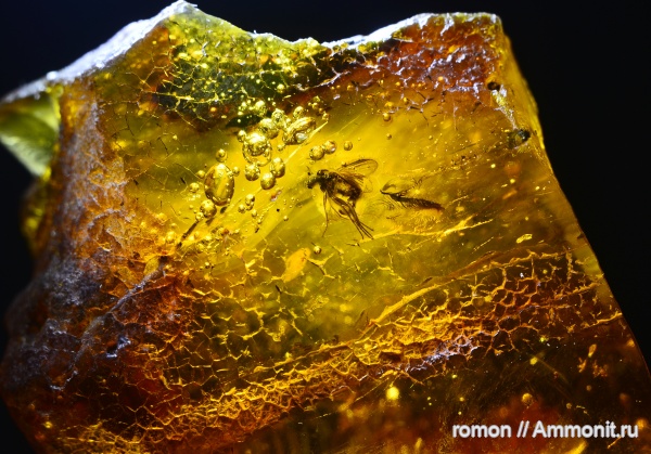янтарь, инклюзы