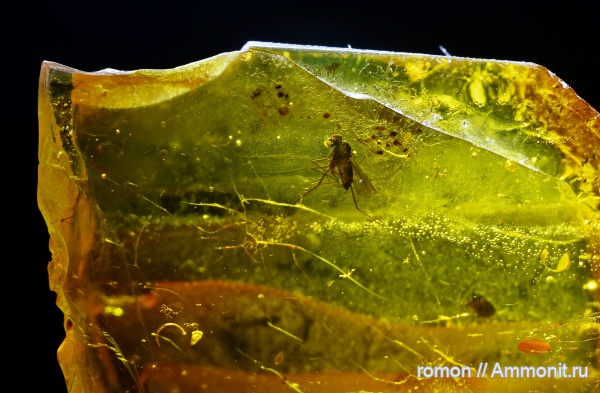 янтарь, инклюзы