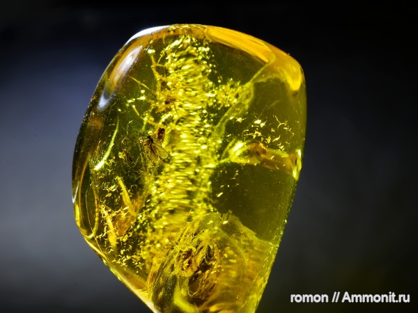 янтарь, инклюзы