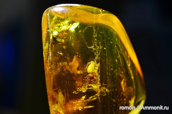 янтарь, инклюзы