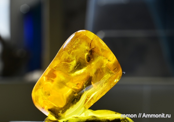 янтарь, инклюзы