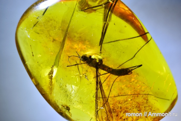 янтарь, инклюзы