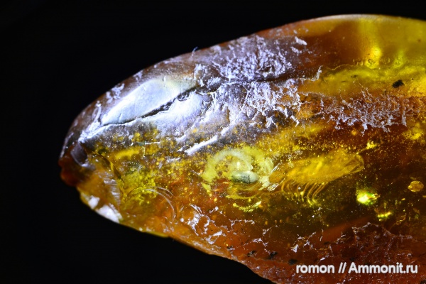 янтарь, инклюзы