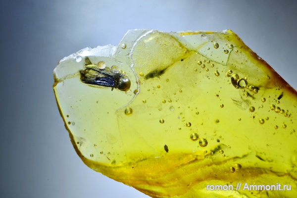 янтарь, инклюзы