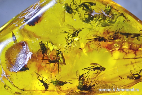 янтарь, инклюзы
