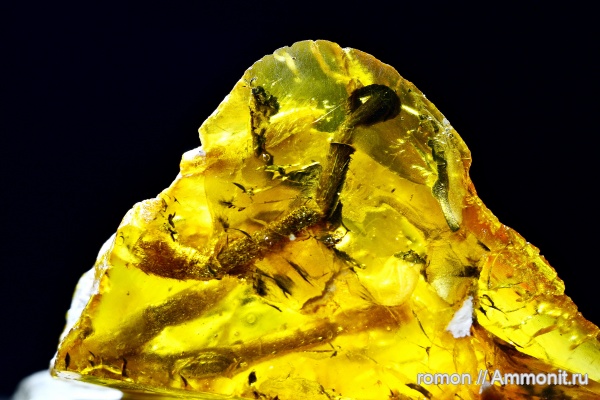 янтарь, инклюзы