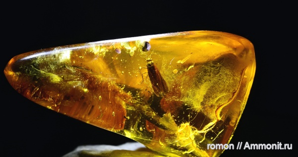 янтарь, инклюзы