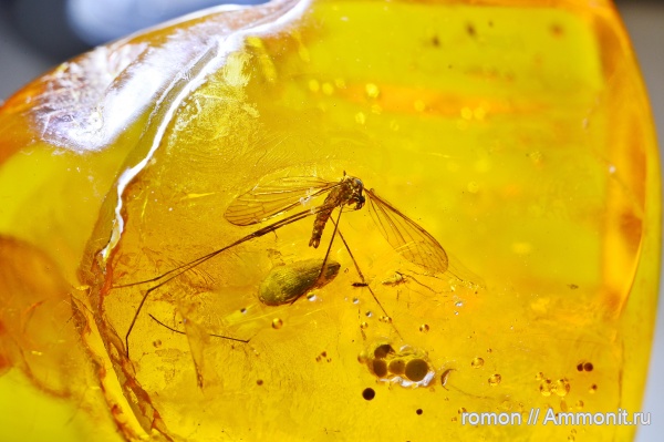 янтарь, инклюзы