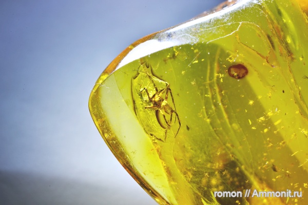 янтарь, инклюзы