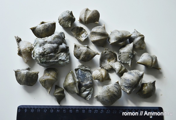 брахиоподы, девон