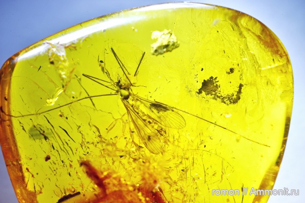 янтарь, инклюзы