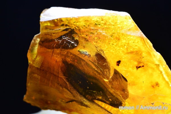 янтарь, инклюзы