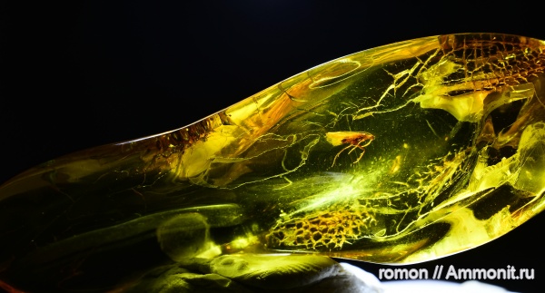 янтарь, инклюзы