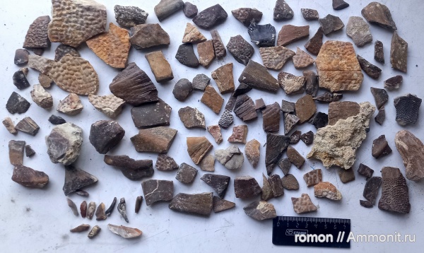 девон, плакодермы, Ptyctodus, Chirodipterus