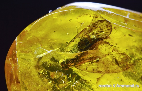 янтарь, инклюзы