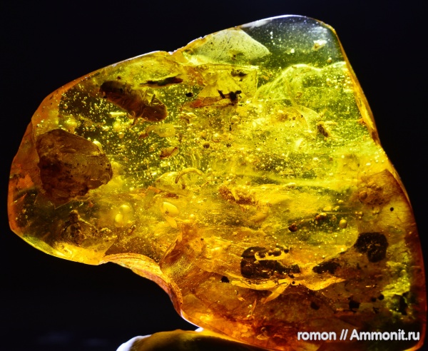 янтарь, инклюзы