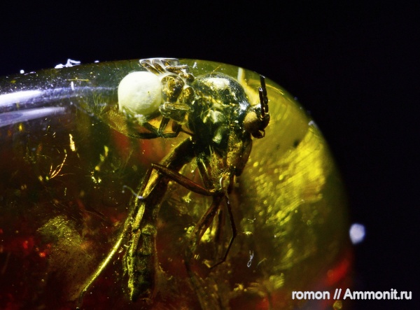 янтарь, инклюзы