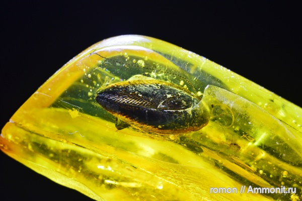 янтарь, инклюзы