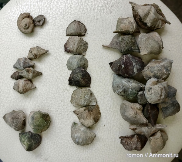 брахиоподы, девон