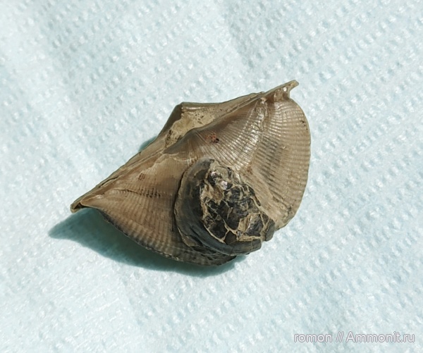 брахиоподы, девон, Cyrtospirifer, Spiriferida, обрастание